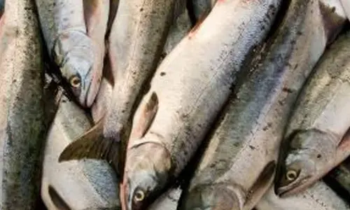 Fish production receives big boost in Anantapur district