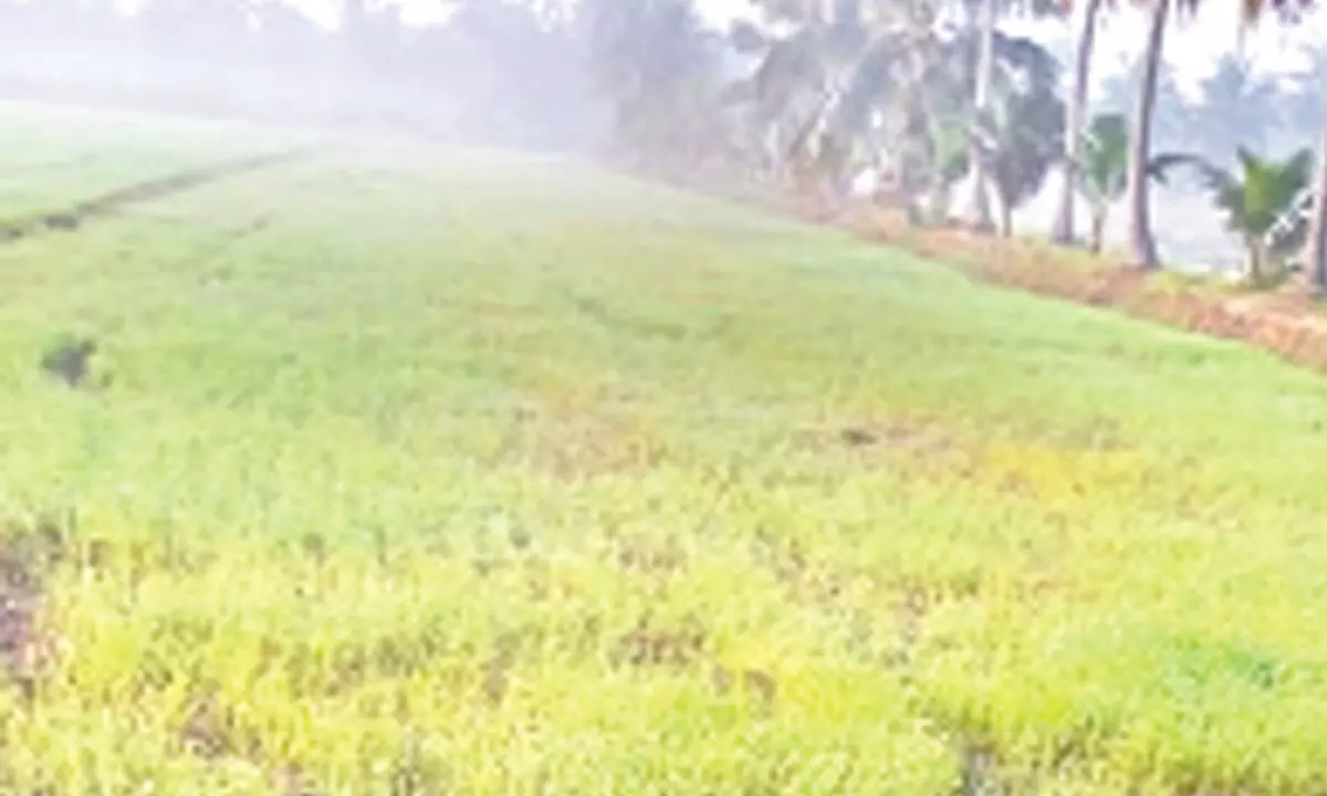 Agriculture land at Tallarevu of Kakinada district