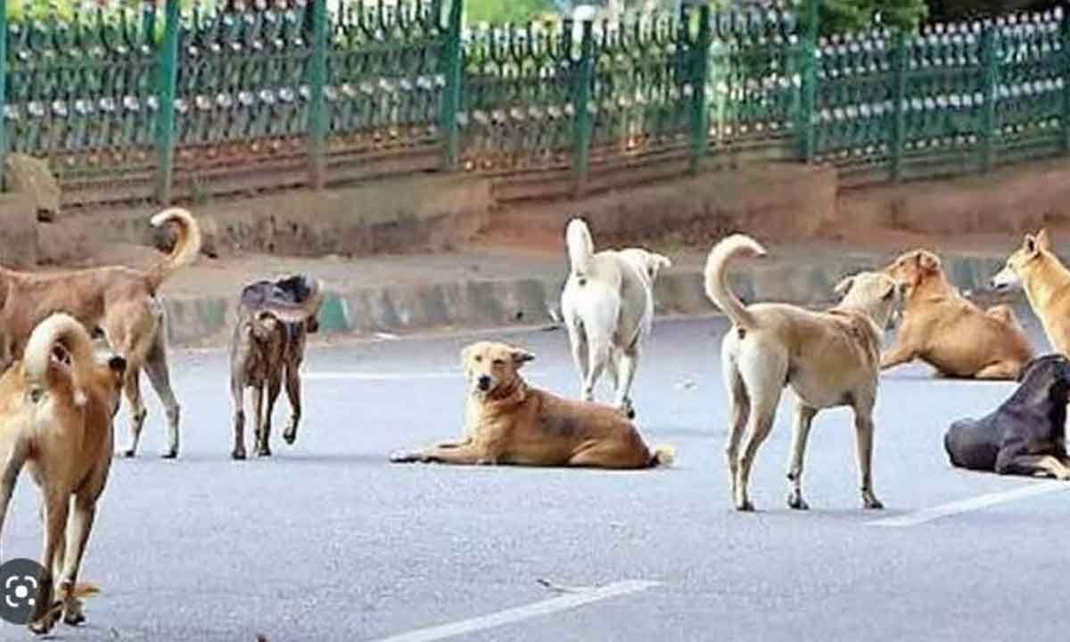 Hyderabad Stray dogs unleash reign of terror in city