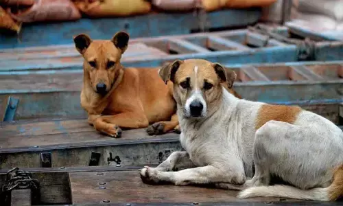 Stray dogs maul boy to death