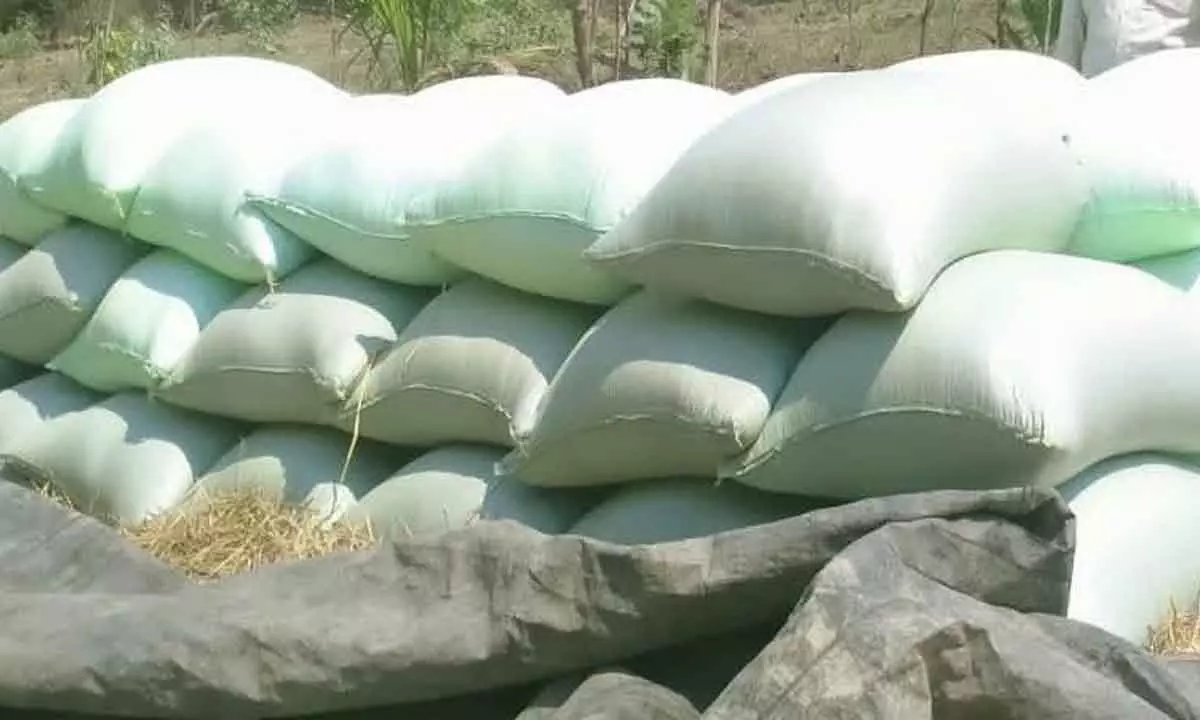 Paddy bags stored at thrashing floor at Suravaram village in Jalumuru mandal