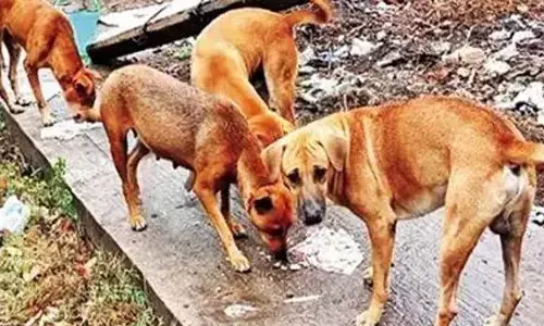 Drive begins to curb stray menace in Hyderabad