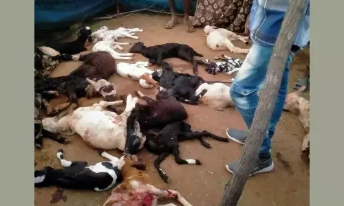 A herd of sheep and goat killed by a pack of stray dogs in Visakhapatnam on Wednesday night