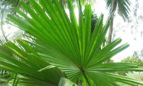 ‘Srithale,’ an ancient tree, is now saved from extinction