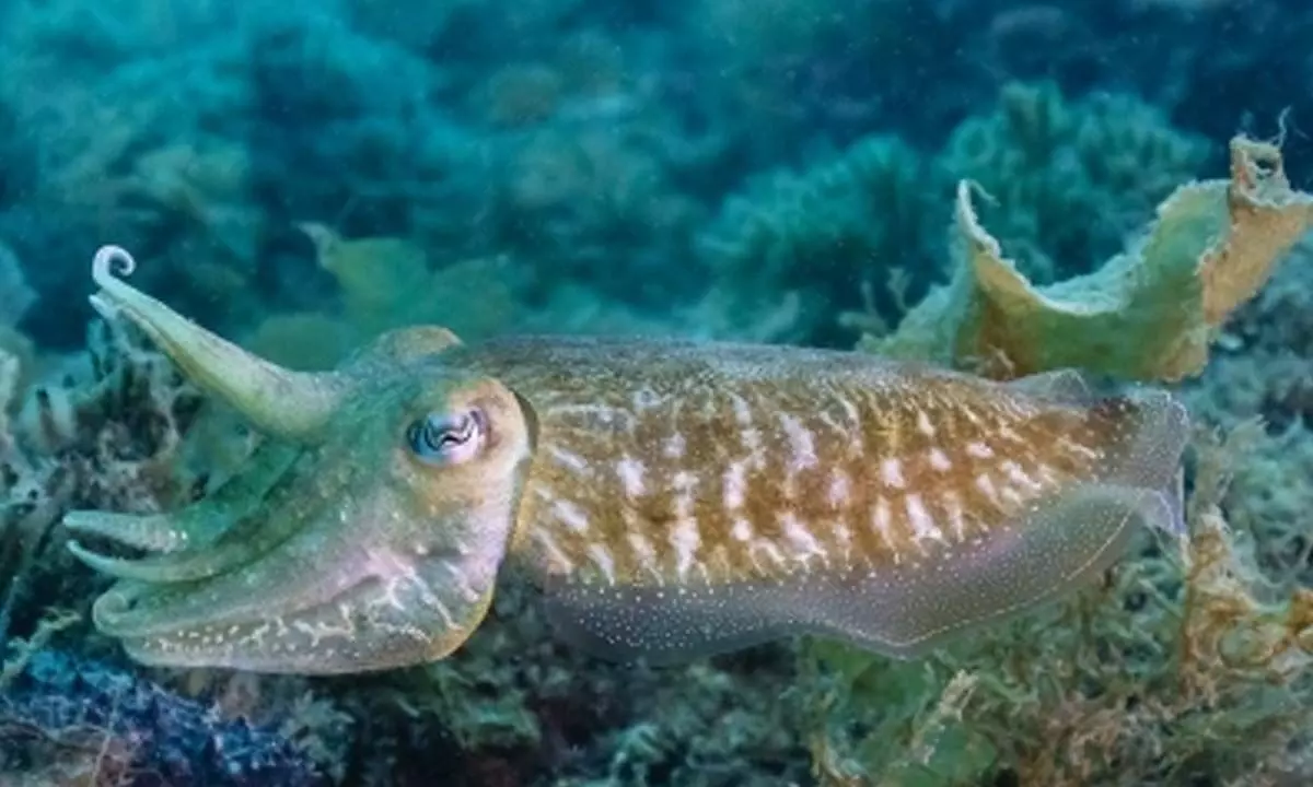 Iconic cuttlefish breeding site added to Australian heritage list