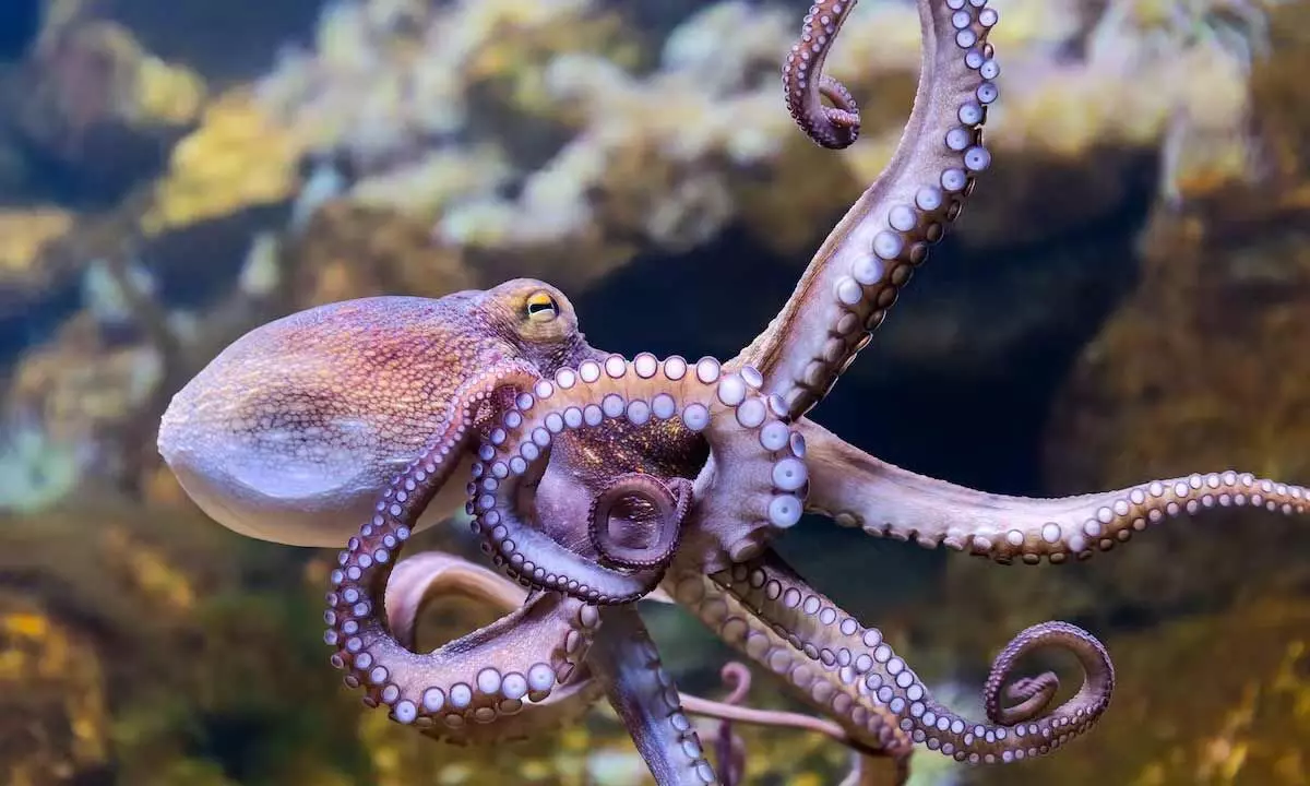 Scientists Captured Brain waves Of Octopus To Know How It Works