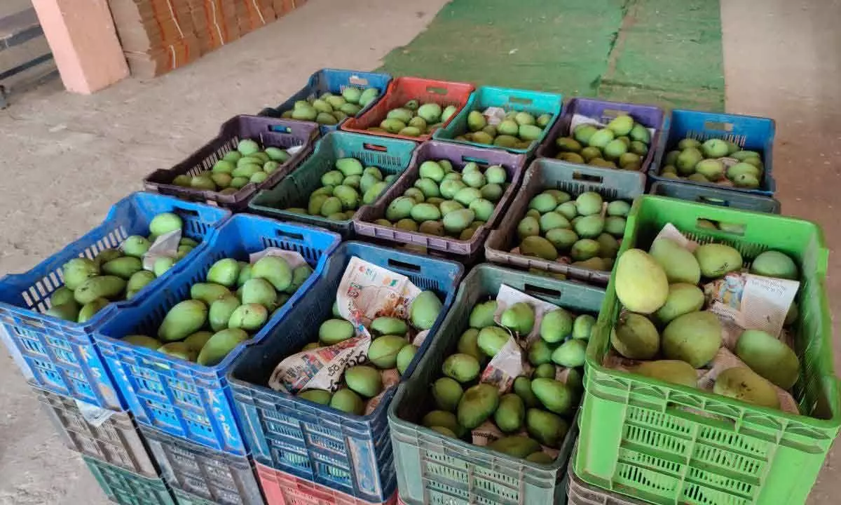 Mango exports begin at Nunna market