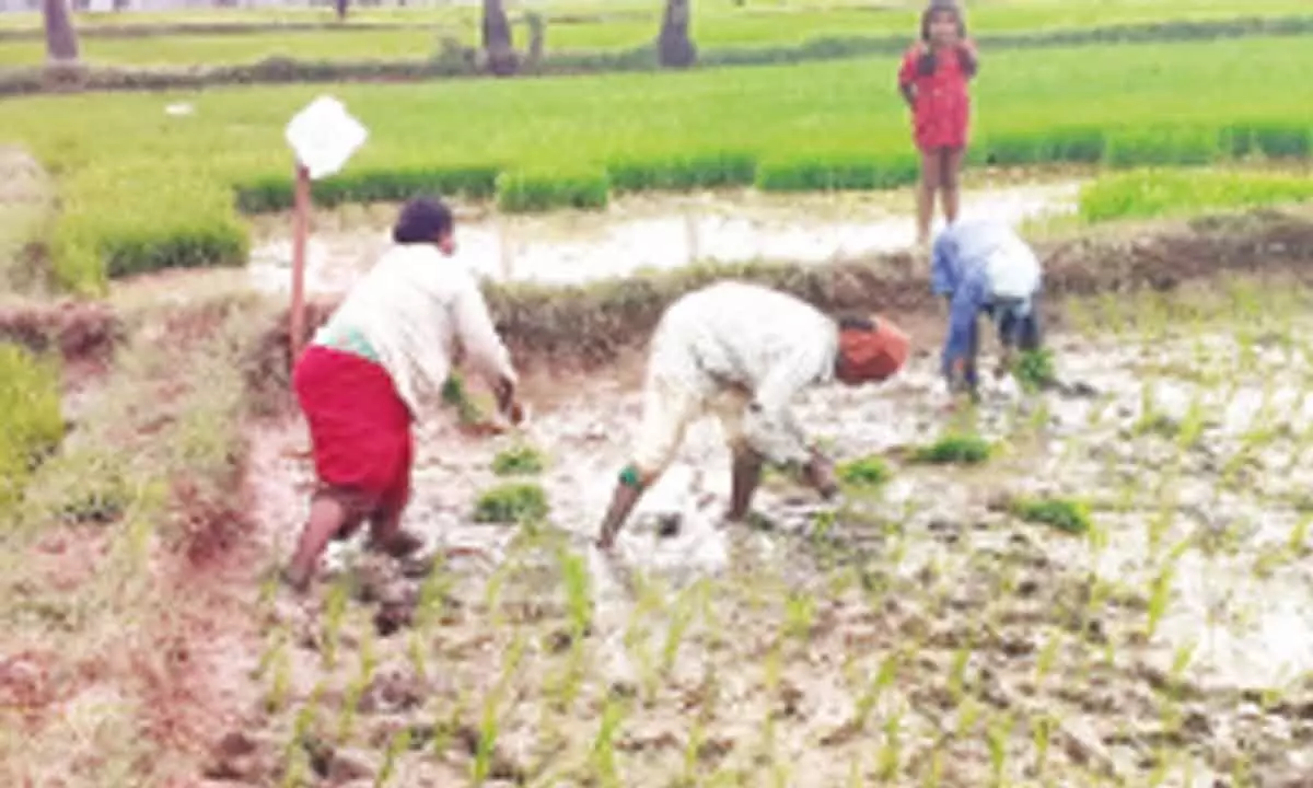 Paddy cultivation in Nellore