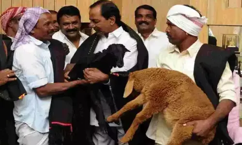 Second phase of subsidised sheep units after Ugadi
