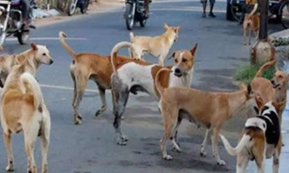 Stray dog menace on the rise in Vizianagaram