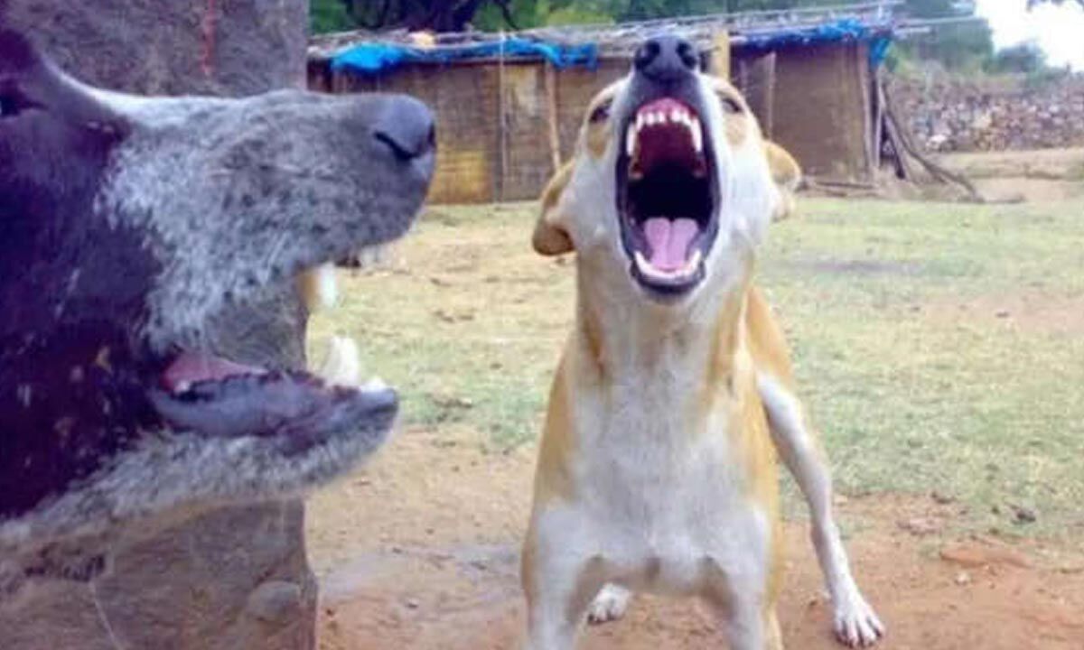 Stray dog kills infant sleeping next to mother in Raj hospital