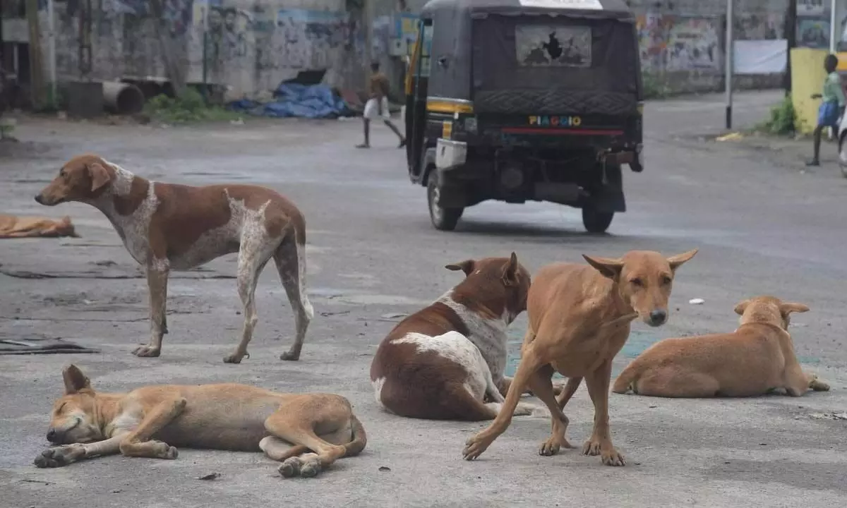 Stray dog menace refuses to die down across Hyderabad