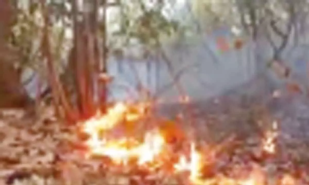 Fire which broke out in  Nallamala forest near  Bairluty village in Atmakur mandal on Tuesday