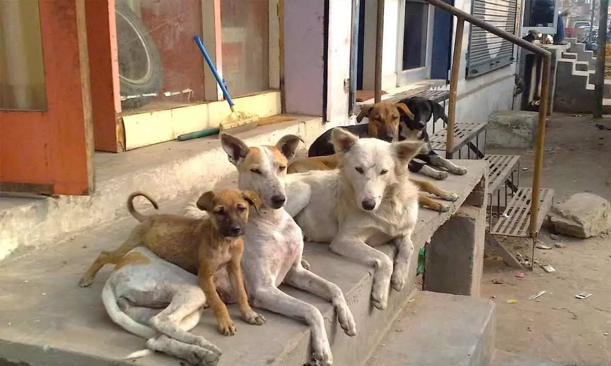 VMC take up drive to control stray dogs