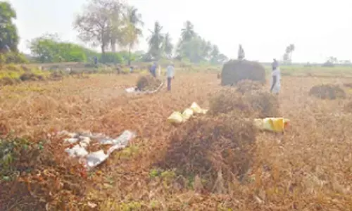 Black gram farmers on cloud nine as prices rise