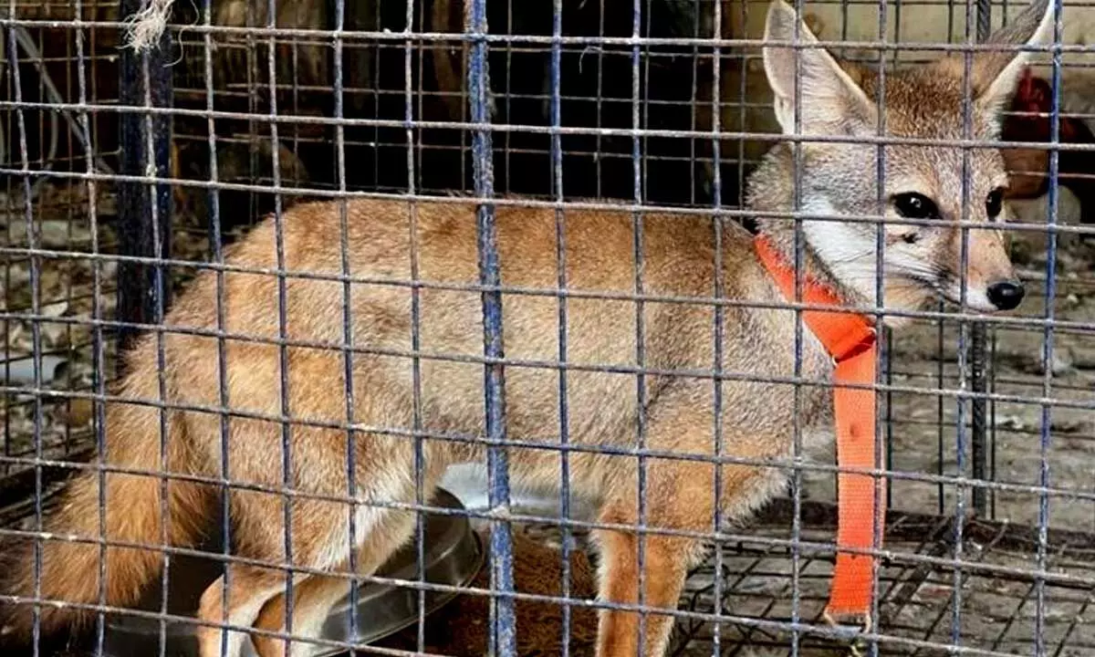 Poultry Farmer From Karnataka Arrested For AIllegally Raising A Fox