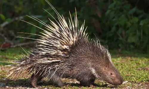 Porcupine
