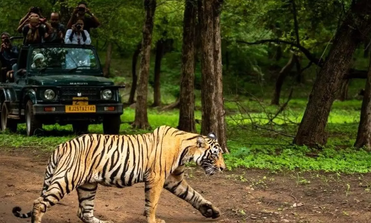 explore & Experience the magnificence of the jungles