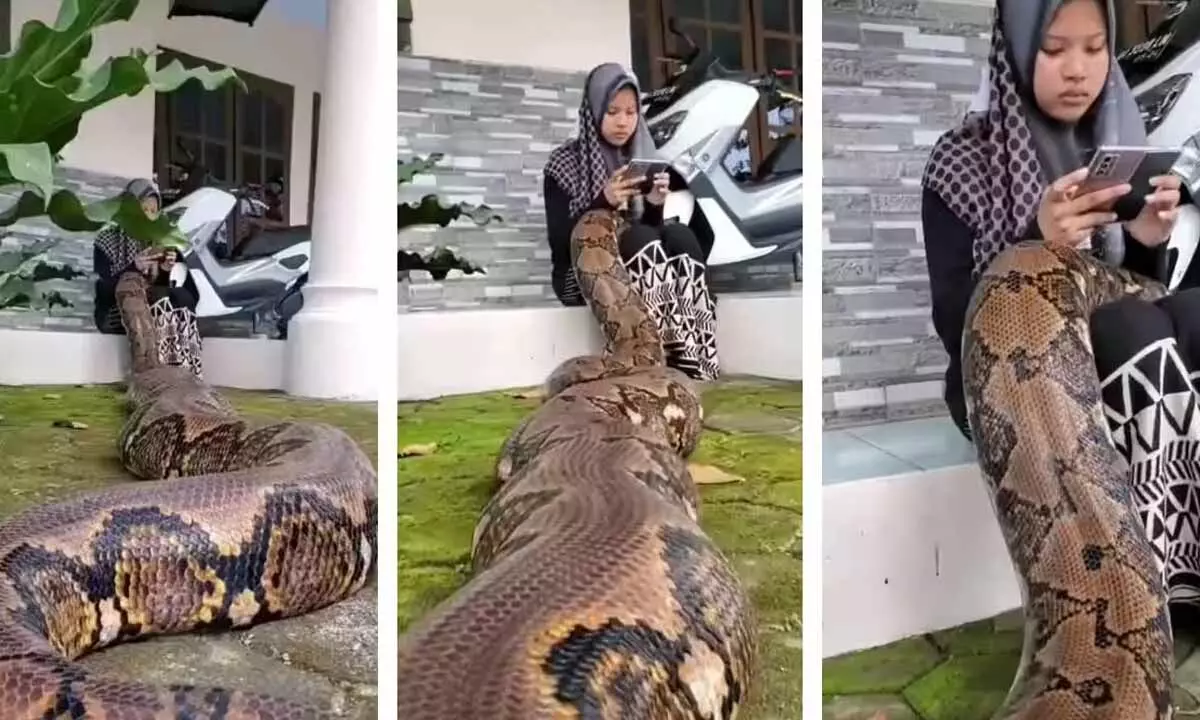 Watch The Trending Video Displaying The Bond Of A Python and Girl