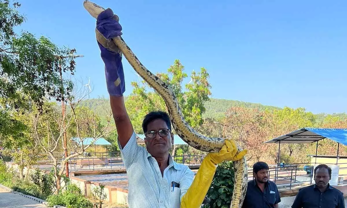 10-foot python captured at Tirumala