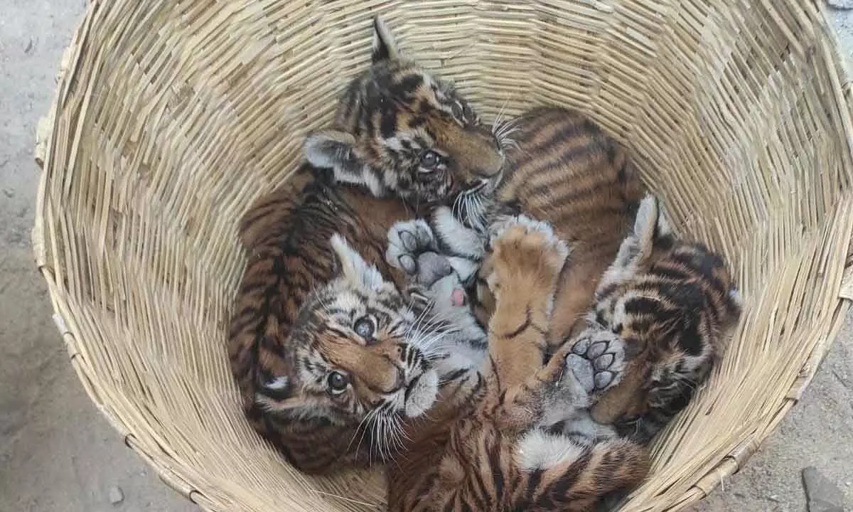 Four tiger cubs traced at Pedda Gummadapuram