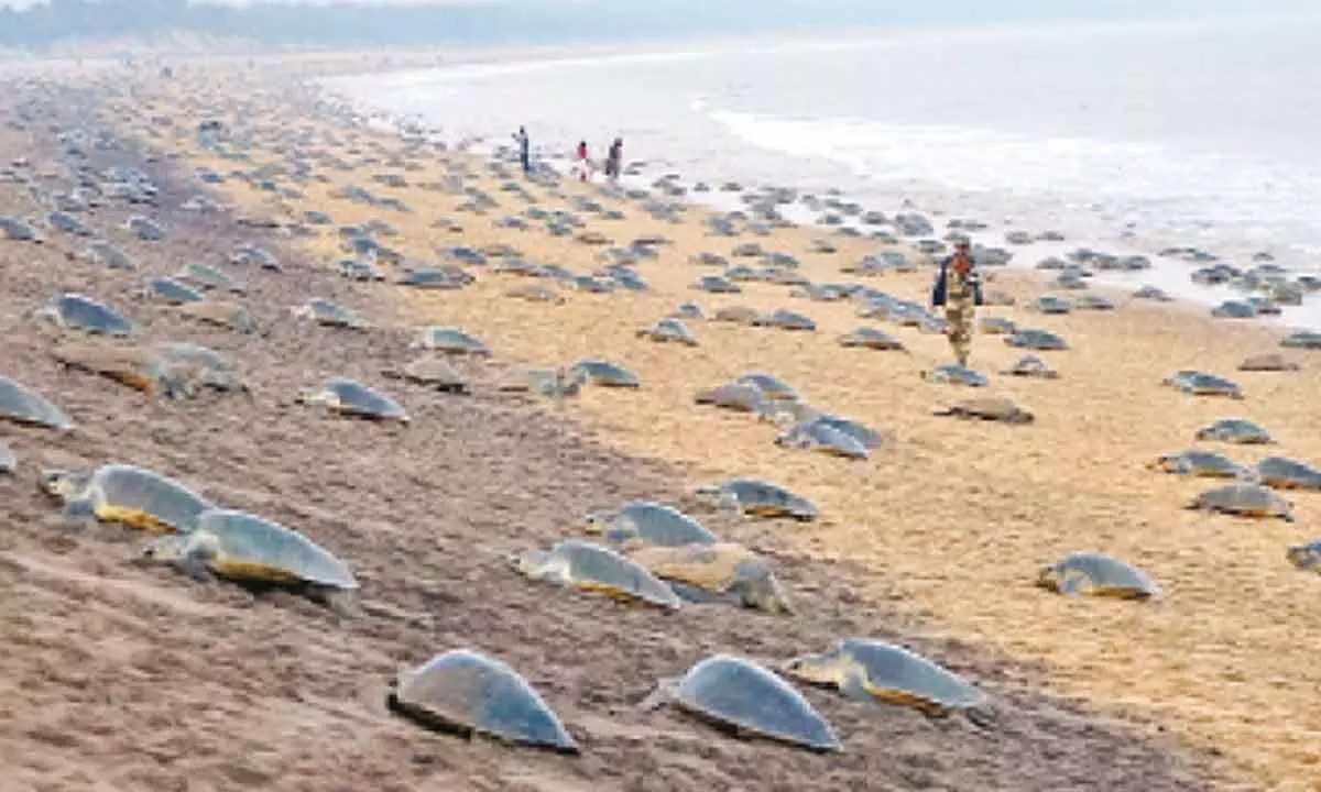 Record 6.37 lakh Olive Ridley turtles lay eggs in Rushikulya rookery