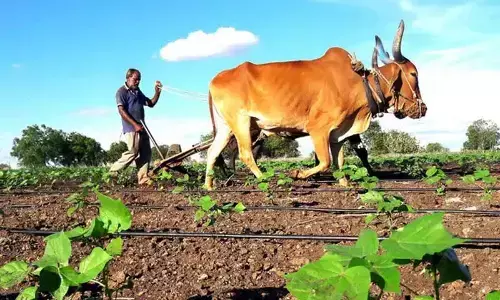 Ensure water supply for Rabi crop, officials told