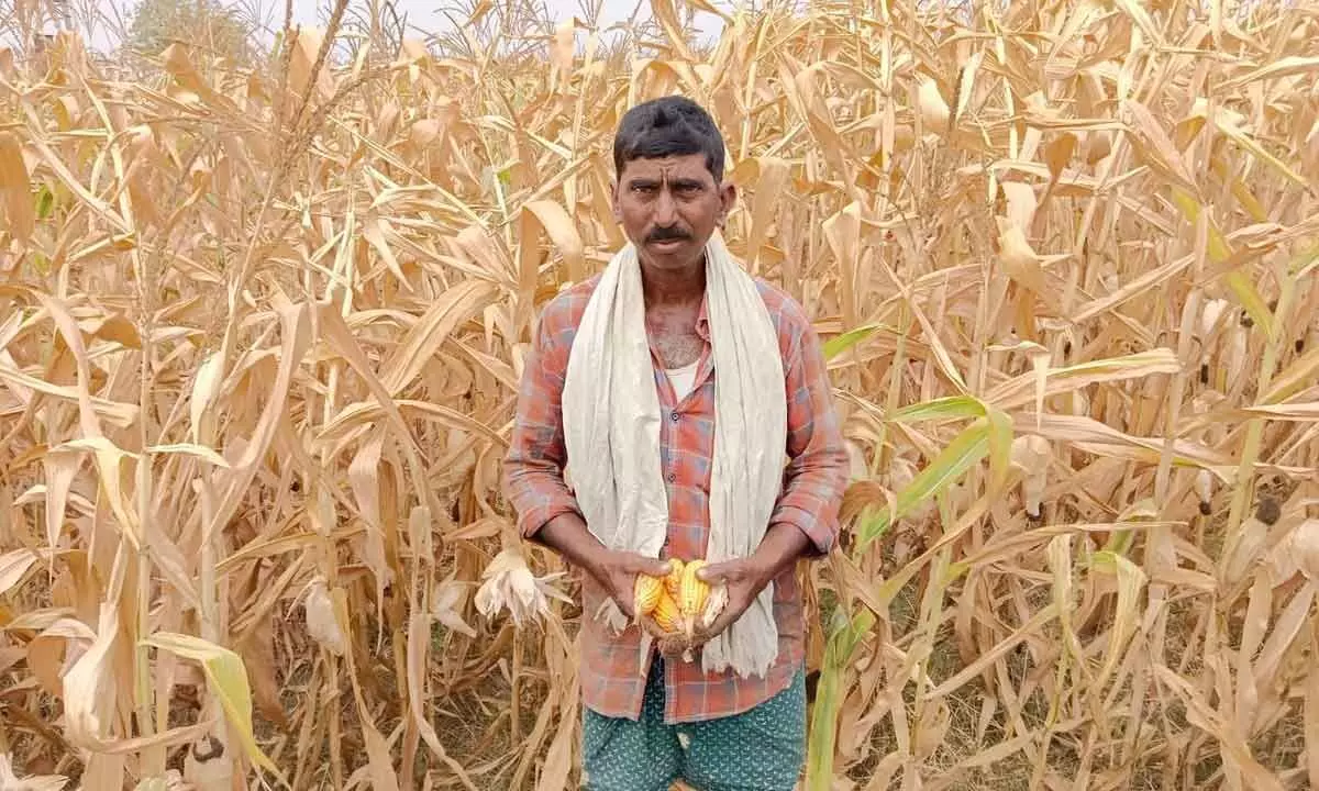 A farmer Tata Rama Rao, showing dried up maize crop which was  under the Somavarm Minor Ayacut  in Khammam district.