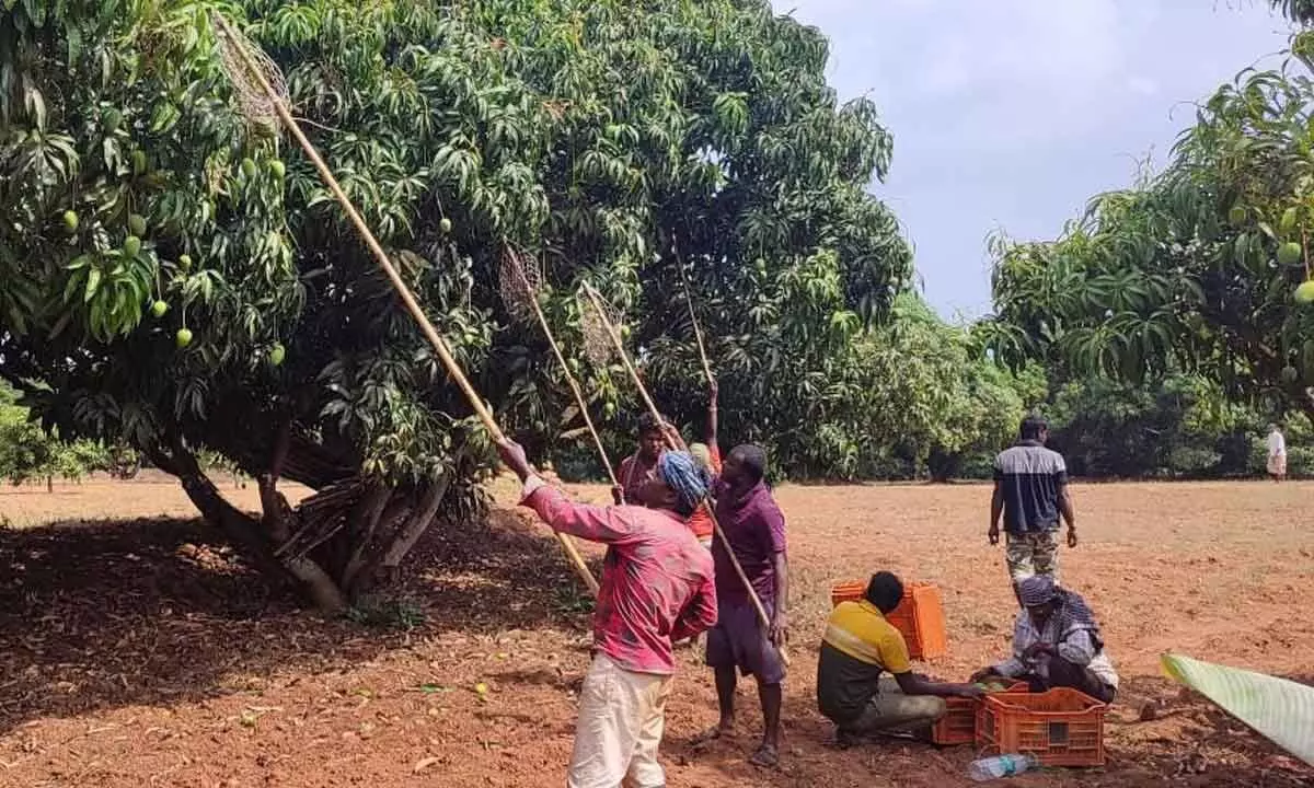 70 per cent of the total mangoes grown in Ramanagara district is of Alphonso variety. This fruit, which is the tastiest variety among mangoes, has many specialties and is of export quality. There is a demand for it globally