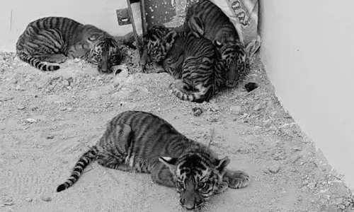 Tiger cubs in Nandyal: No traces of mother Tiger yet, people still in panic