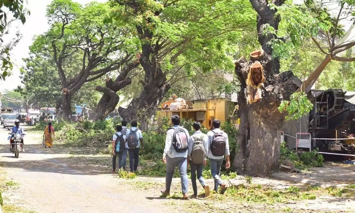 Branches of trees cut for PM Narendra Modi visit resented by nature lovers