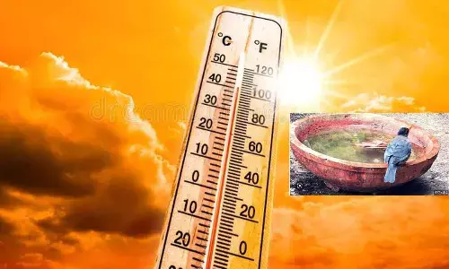 Weary birds fall from sky as mercury rises