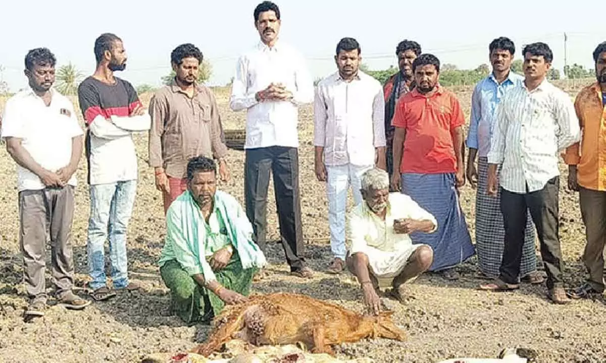 20 sheep killed by stray dogs