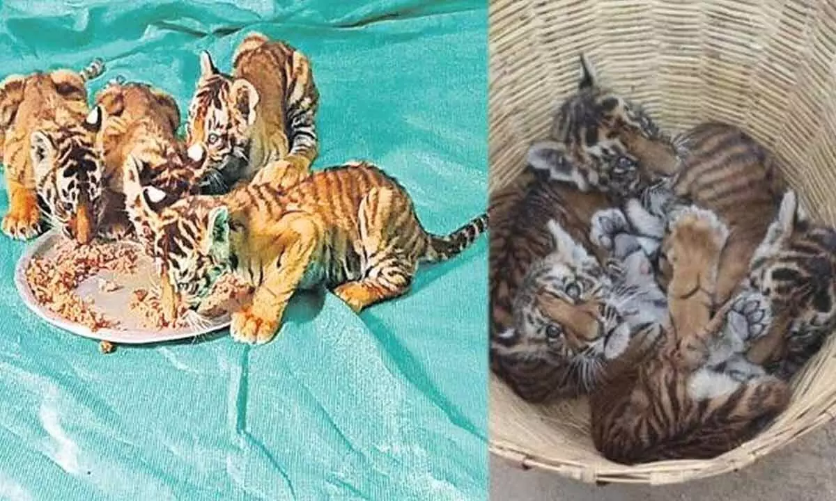Andhra Pradesh: Four Tiger cubs shifted to Tirupati Zoo park as mother tiger was not found