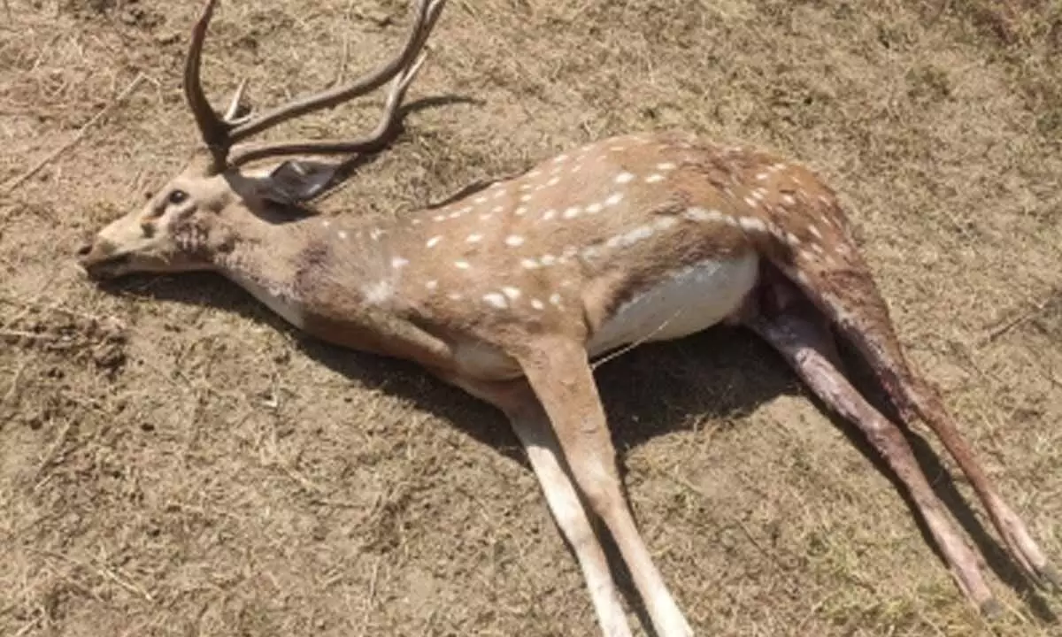 Dogs kill wild stag in Karnatakas Chitradurga