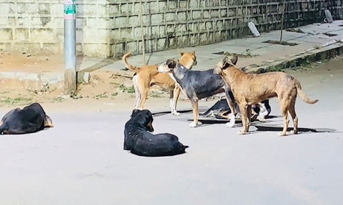 Hyderabad: Boy injured severely in stray dogs attack at Rajendranagar