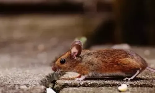 Japanese scientists create mice with two fathers