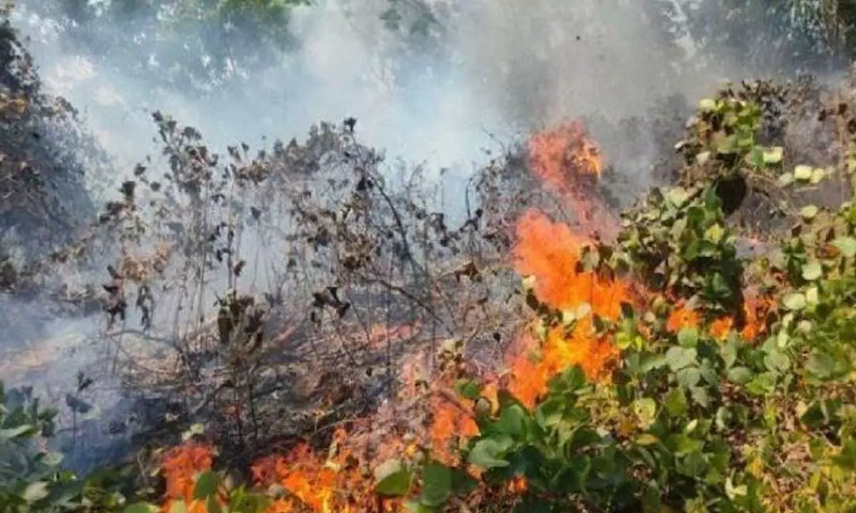 Fire rips through 4,800 hectares of forest land