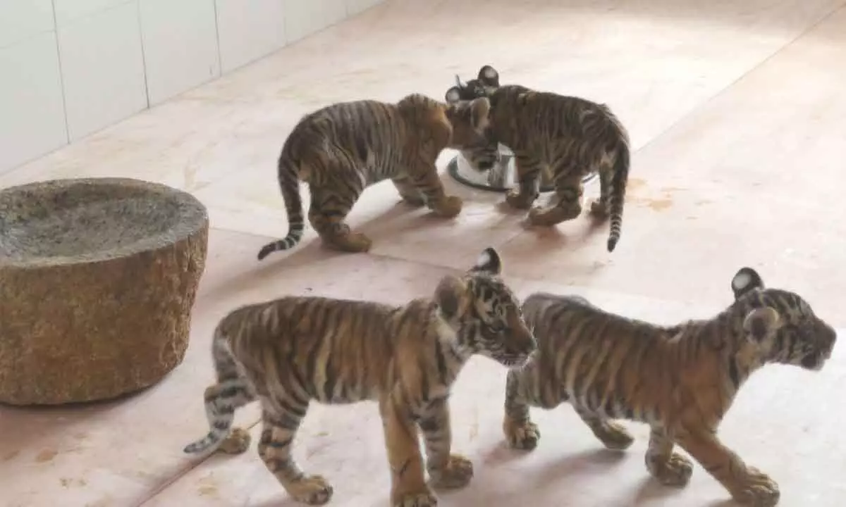 4 tiger cubs shifted to Tirupati zoo for now
