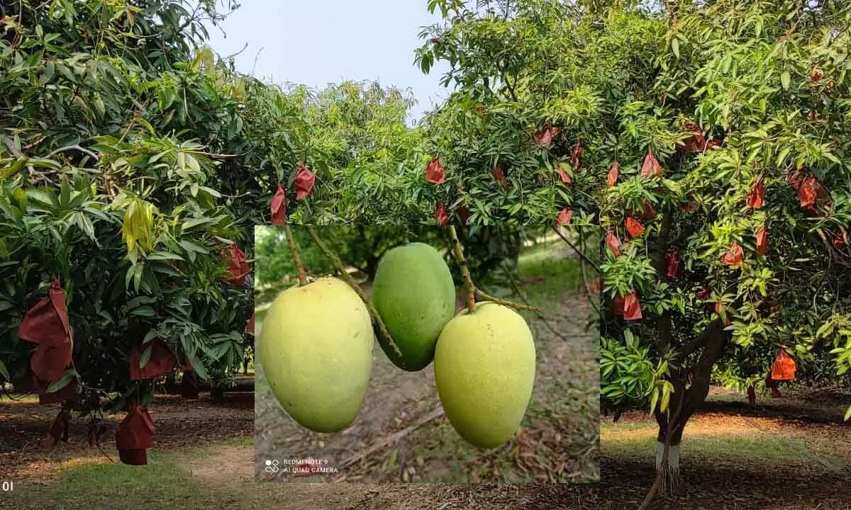 Farmers all praise for fruit bagging system