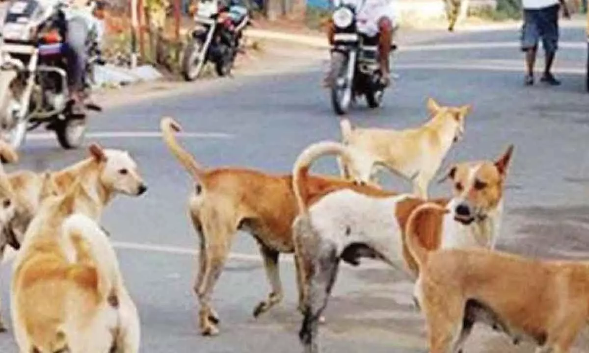 Two brothers killed in stray dogs attacks