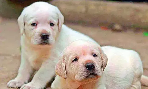 GHMC re-launches adopt street dog programme