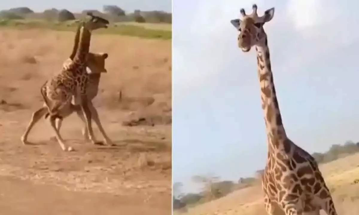 Watch The Trending Video Of Mother Giraffe Saving Its Baby From Lioness