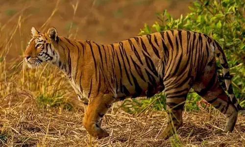 Representational image