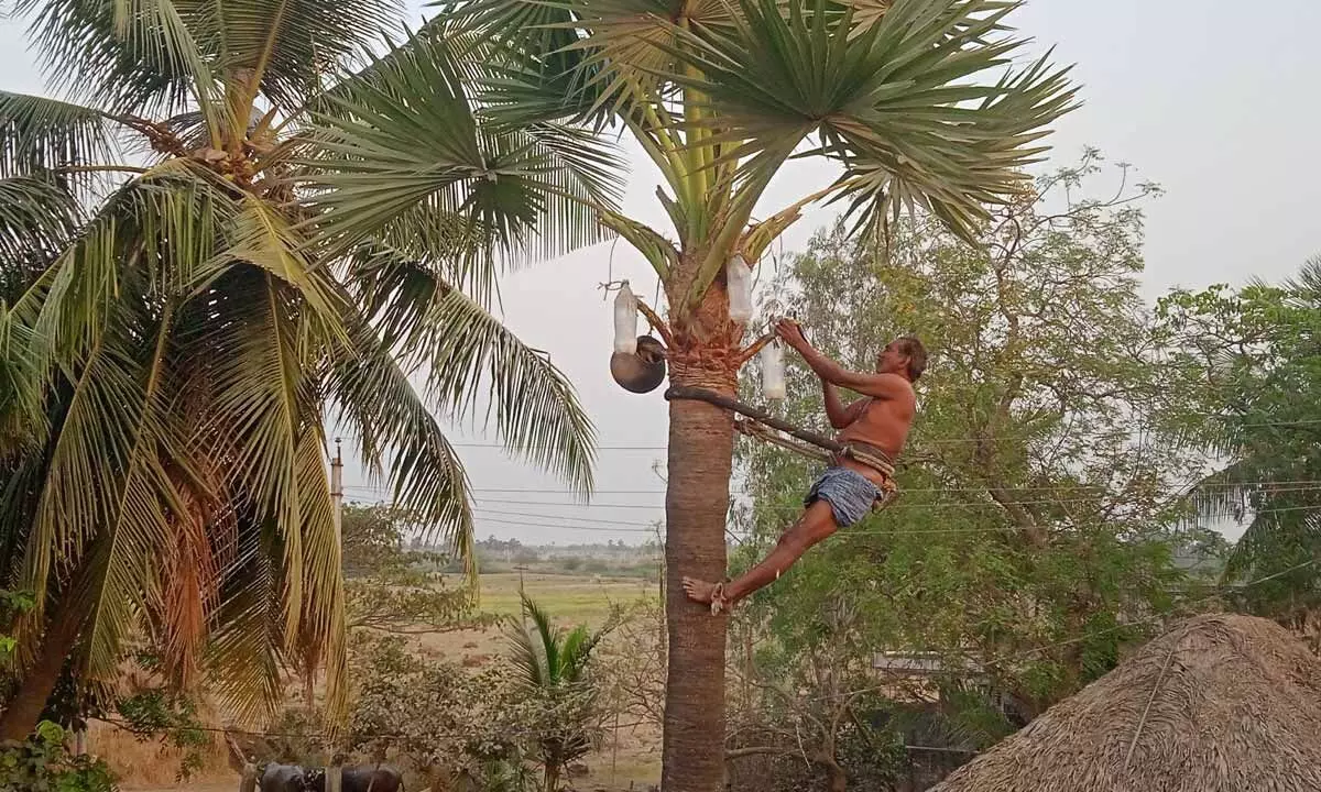 A toddy tapper tapping toddy in Krishna district (file picture)