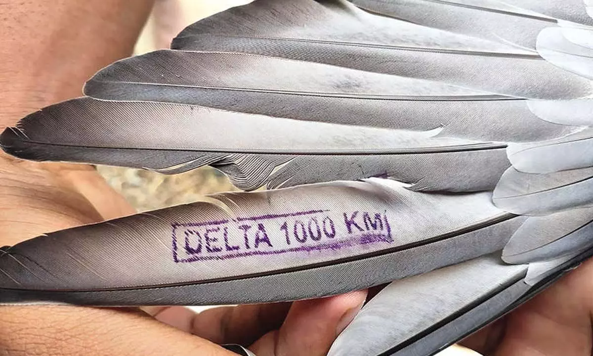 The identification on the feathers of pigeon caught in Yerrupalem in Khammam district