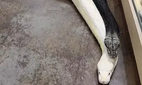 Watch The Trending Video Of A Man Pulling Two Giant Pythons By Their Tails
