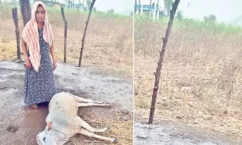 A woman farmer with her cattle killed due to lighting in Karepally in Khammam district on Thursday