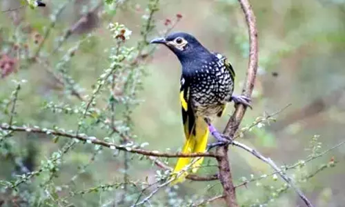 Life in captivity impacts Australian birds wild survival chances