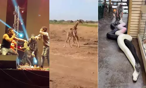 Top Trending Videos Of The Week